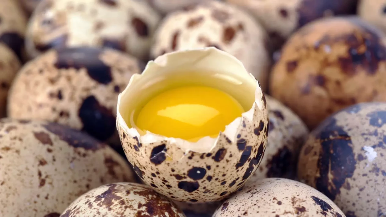 Apakah Telur Puyuh Bisa Dijadikan Camilan Untuk Anak?, Begini Menurut Ahli